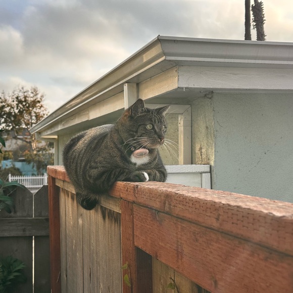 Meet your Posher, Kiki - Picture 1 of 1